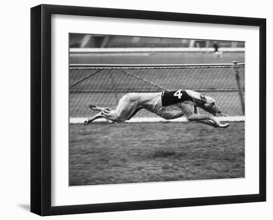 Racing Greyhound Wild Wolf-null-Framed Premium Photographic Print