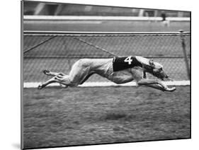 Racing Greyhound Wild Wolf-null-Mounted Photographic Print