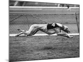 Racing Greyhound Wild Wolf-null-Mounted Photographic Print