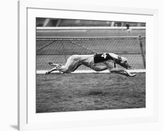 Racing Greyhound Wild Wolf-null-Framed Photographic Print