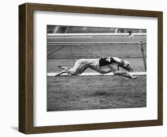 Racing Greyhound Wild Wolf-null-Framed Photographic Print