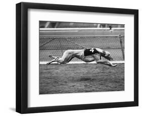 Racing Greyhound Wild Wolf-null-Framed Photographic Print