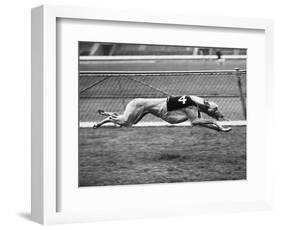 Racing Greyhound Wild Wolf-null-Framed Photographic Print