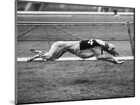 Racing Greyhound Wild Wolf-null-Mounted Photographic Print