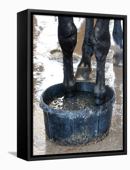 Racing Horse Kinetic Yankee is Cooled off-null-Framed Stretched Canvas