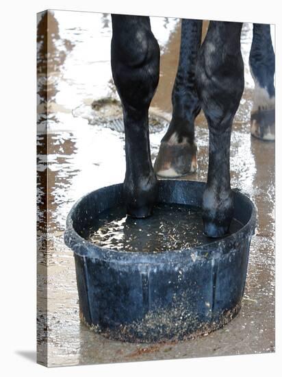 Racing Horse Kinetic Yankee is Cooled off-null-Stretched Canvas