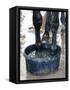 Racing Horse Kinetic Yankee is Cooled off-null-Framed Stretched Canvas