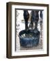 Racing Horse Kinetic Yankee is Cooled off-null-Framed Photographic Print