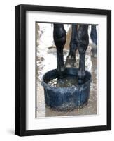 Racing Horse Kinetic Yankee is Cooled off-null-Framed Photographic Print