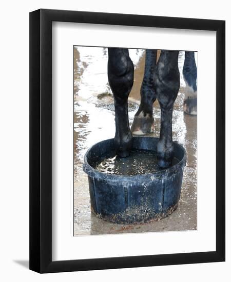 Racing Horse Kinetic Yankee is Cooled off-null-Framed Photographic Print