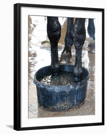 Racing Horse Kinetic Yankee is Cooled off-null-Framed Photographic Print