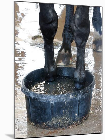 Racing Horse Kinetic Yankee is Cooled off-null-Mounted Photographic Print