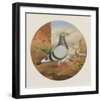 Racing Pigeons, Paris to London, 1880-Henry Stephen Ludlow-Framed Giclee Print