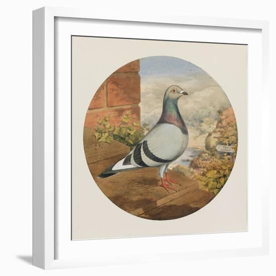 Racing Pigeons, Paris to London, 1880-Henry Stephen Ludlow-Framed Giclee Print