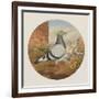 Racing Pigeons, Paris to London, 1880-Henry Stephen Ludlow-Framed Giclee Print