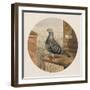 Racing Pigeons, Paris to London, 1880-Henry Stephen Ludlow-Framed Giclee Print