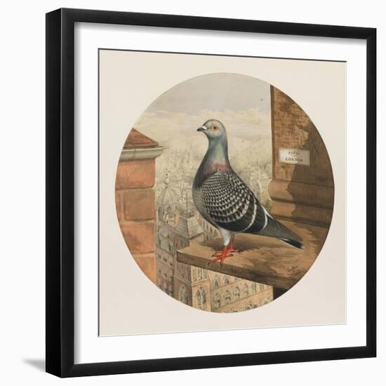 Racing Pigeons, Paris to London, 1880-Henry Stephen Ludlow-Framed Giclee Print