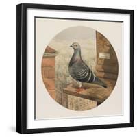 Racing Pigeons, Paris to London, 1880-Henry Stephen Ludlow-Framed Giclee Print