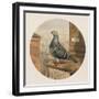 Racing Pigeons, Paris to London, 1880-Henry Stephen Ludlow-Framed Giclee Print
