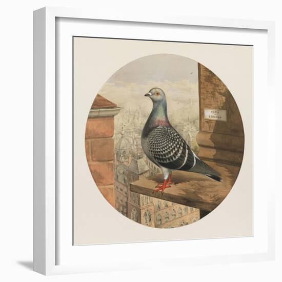 Racing Pigeons, Paris to London, 1880-Henry Stephen Ludlow-Framed Giclee Print