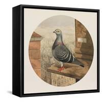 Racing Pigeons, Paris to London, 1880-Henry Stephen Ludlow-Framed Stretched Canvas
