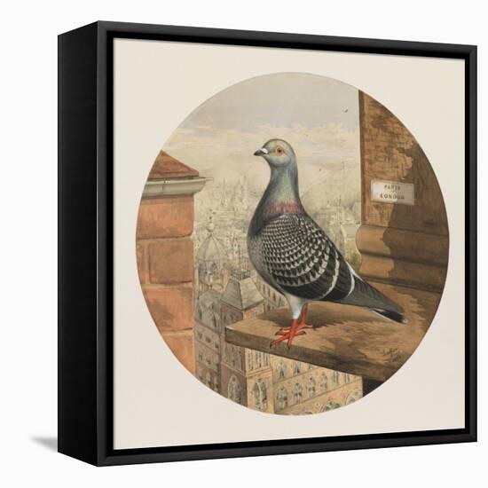 Racing Pigeons, Paris to London, 1880-Henry Stephen Ludlow-Framed Stretched Canvas