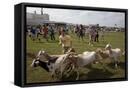 Framed Canvas