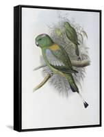 Racket Tailed Parrot-John Gould-Framed Stretched Canvas