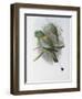 Racket Tailed Parrot-John Gould-Framed Giclee Print