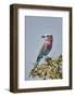 Racket-tailed roller (Coracias spatulata), Selous Game Reserve, Tanzania, East Africa, Africa-James Hager-Framed Photographic Print