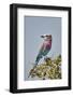 Racket-tailed roller (Coracias spatulata), Selous Game Reserve, Tanzania, East Africa, Africa-James Hager-Framed Photographic Print