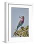 Racket-tailed roller (Coracias spatulata), Selous Game Reserve, Tanzania, East Africa, Africa-James Hager-Framed Photographic Print