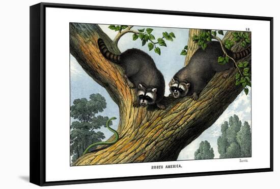 Racoon, 1860-null-Framed Stretched Canvas