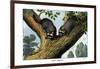 Racoon, 1860-null-Framed Giclee Print