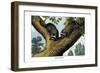 Racoon, 1860-null-Framed Premium Giclee Print