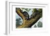 Racoon, 1860-null-Framed Premium Giclee Print