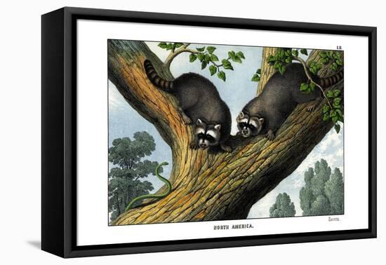 Racoon, 1860-null-Framed Stretched Canvas