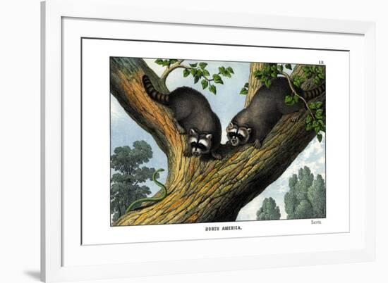 Racoon, 1860-null-Framed Giclee Print