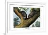 Racoon, 1860-null-Framed Giclee Print