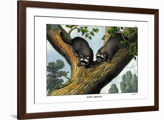 Racoon, 1860-null-Framed Giclee Print