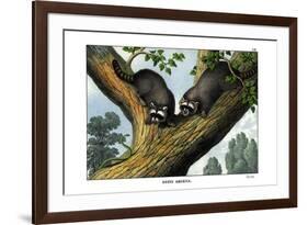 Racoon, 1860-null-Framed Giclee Print