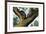 Racoon, 1860-null-Framed Giclee Print