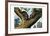 Racoon, 1860-null-Framed Giclee Print