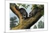 Racoon, 1860-null-Mounted Giclee Print