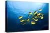 Racoon Butterflyfish-null-Stretched Canvas