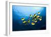 Racoon Butterflyfish-null-Framed Photographic Print