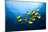 Racoon Butterflyfish-null-Mounted Photographic Print