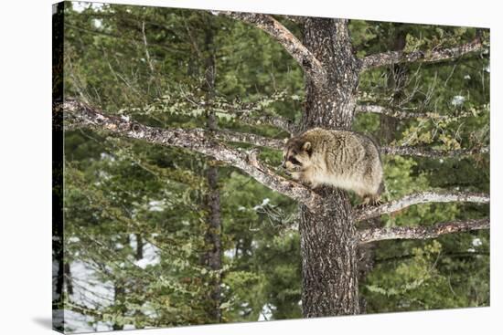 Racoon (Raccoon) (Procyon Lotor), Montana, United States of America, North America-Janette Hil-Stretched Canvas