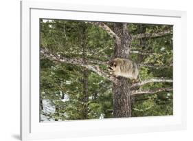 Racoon (Raccoon) (Procyon Lotor), Montana, United States of America, North America-Janette Hil-Framed Photographic Print