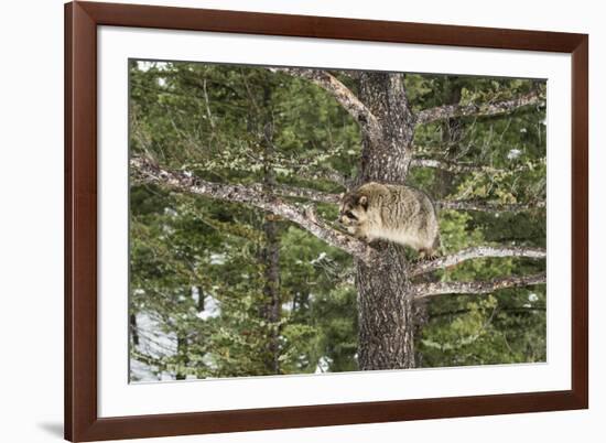 Racoon (Raccoon) (Procyon Lotor), Montana, United States of America, North America-Janette Hil-Framed Photographic Print